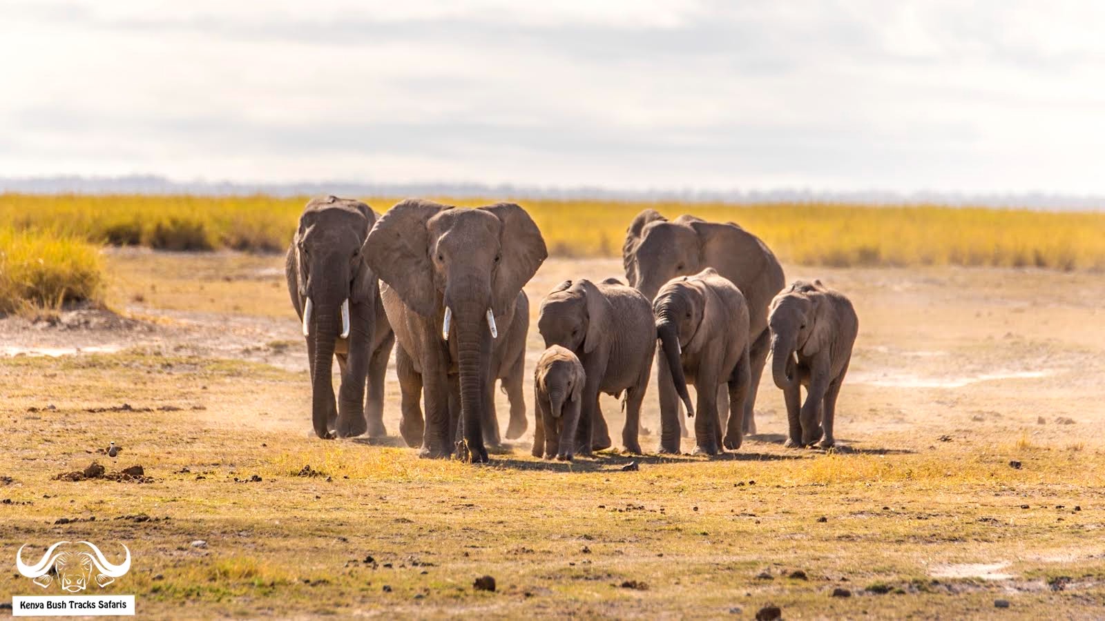 7-Day Kenya Safari from Nairobi: Amboseli, Naivasha, Nakuru & Masai Mara