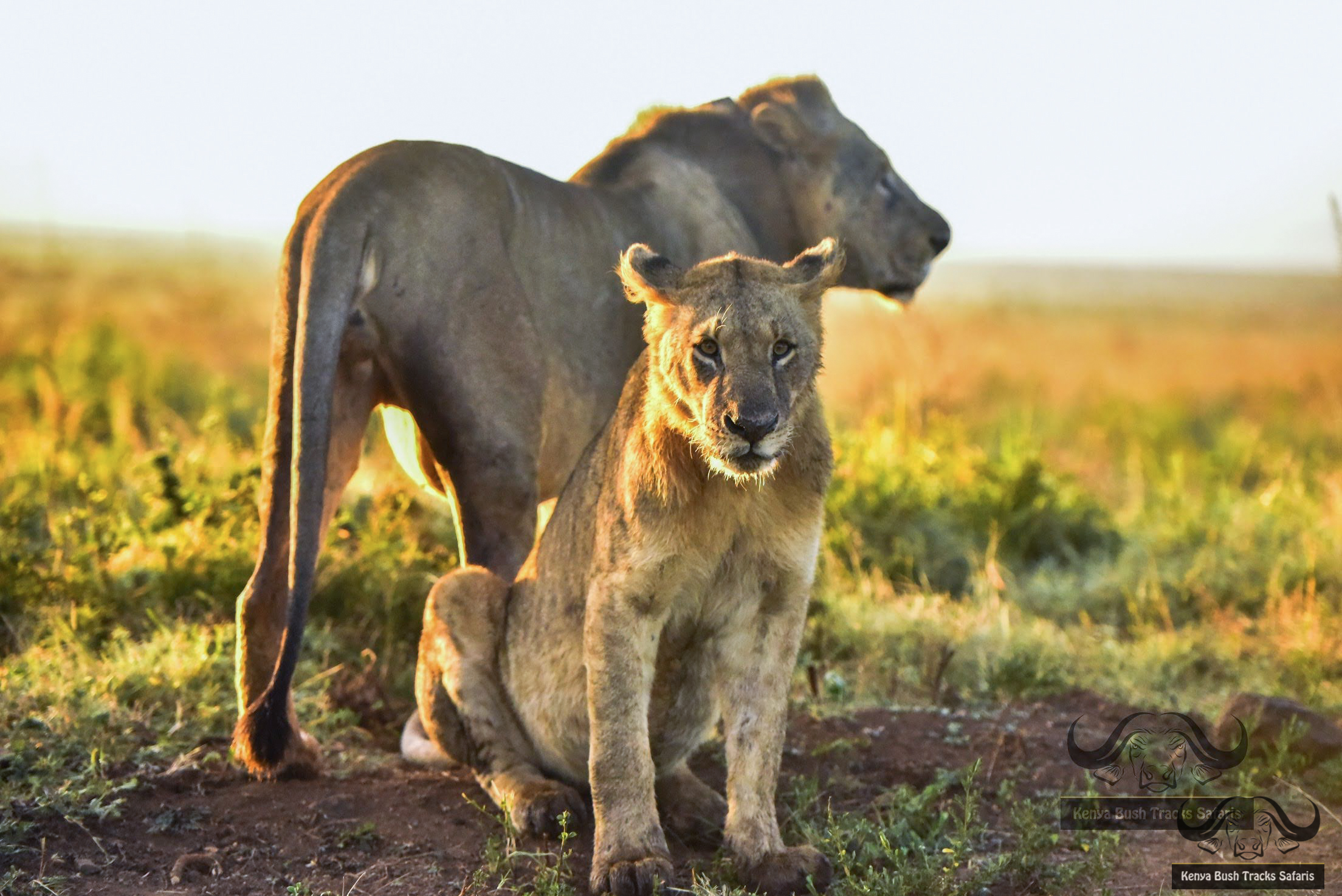 7 Day Amboseli Lakes & Mara Semi-Luxury Safari