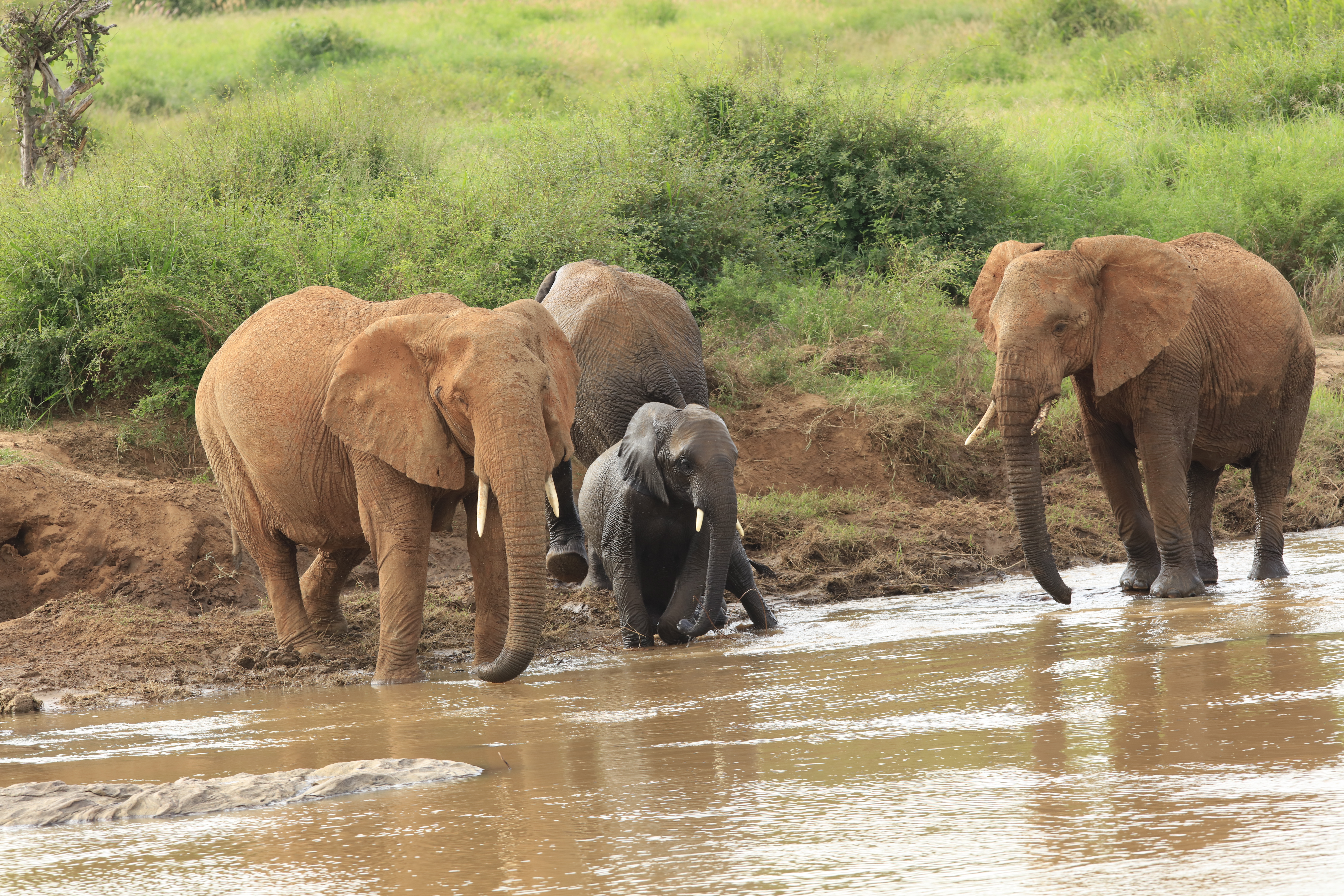 7-Day Samburu to Masai Mara Safari: Special Five & Big Five