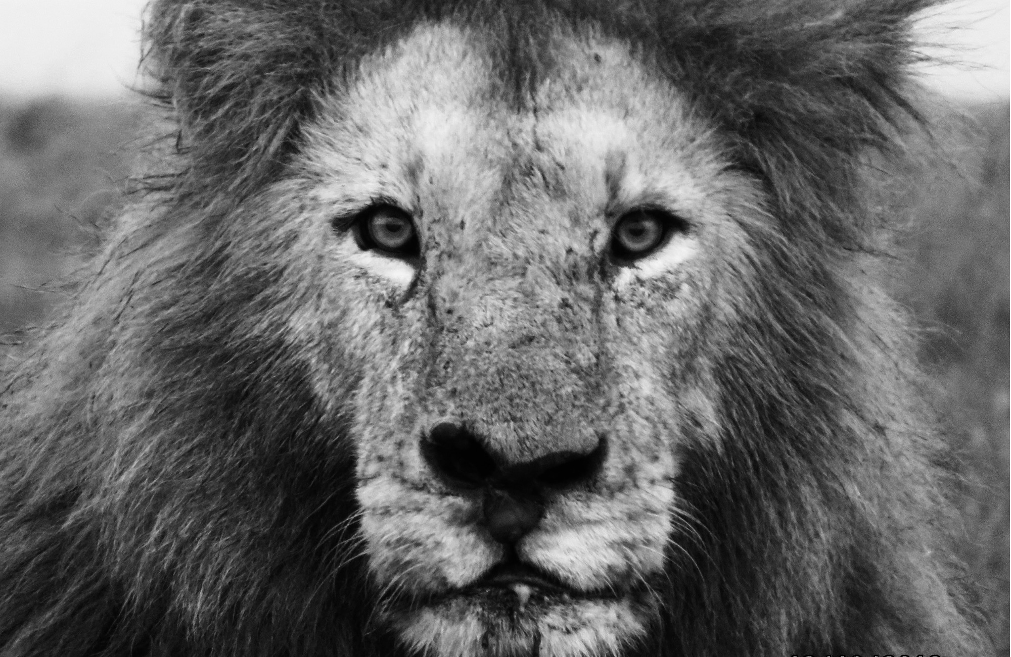 7-Day Kenya Safari with Sopa Lodges: Amboseli, Naivasha, Nakuru & Masai Mara