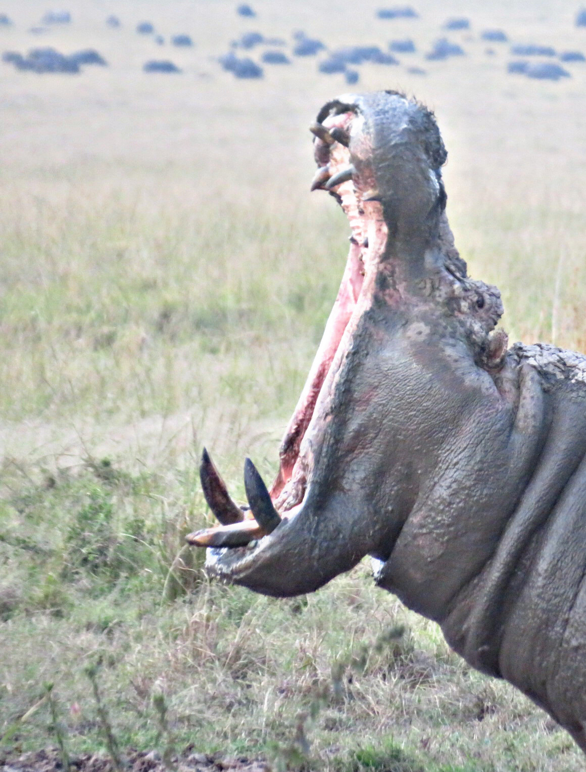 7-Day Kenya Safari with Sopa Lodges: Amboseli, Naivasha, Nakuru & Masai Mara